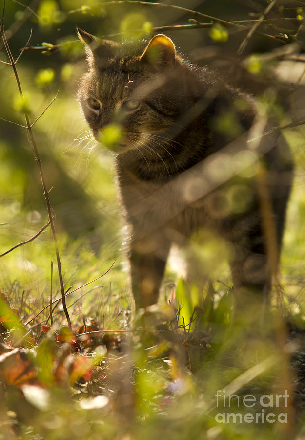 Cat Photograph - Wonky eyed tiger #1 by Ang El