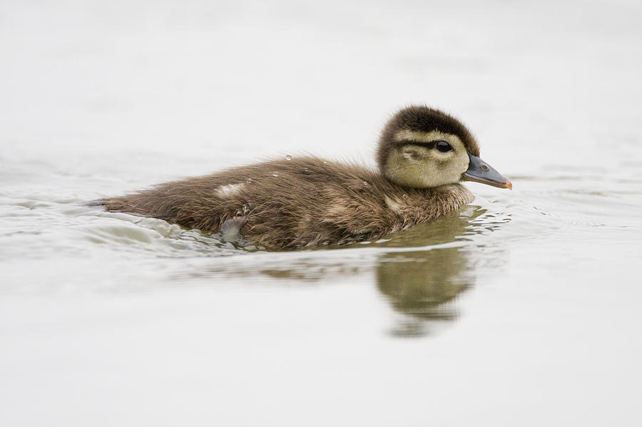 Wood Duck Duckling Swimming Santa Cruz #1 Photograph by Sebastian Kennerknecht