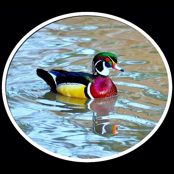 Nature Photograph - Wood Duck #1 by Jason Thueson