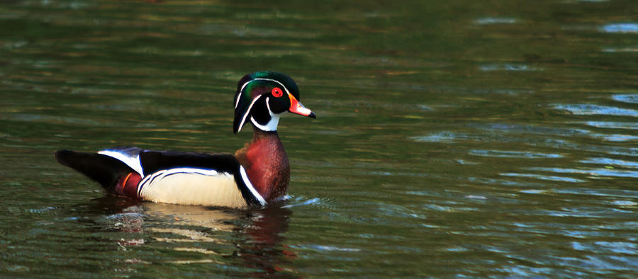 Wood Duck #1 Photograph by Josef Pittner