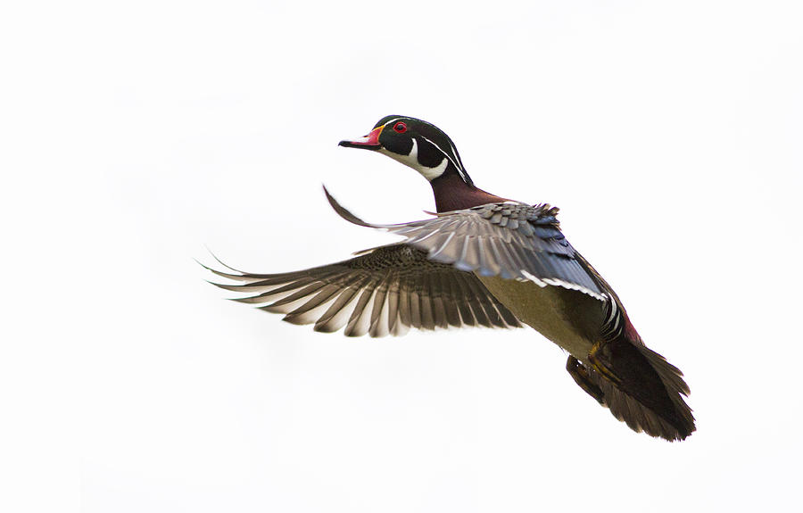 Wood duck #1 Photograph by Mircea Costina Photography