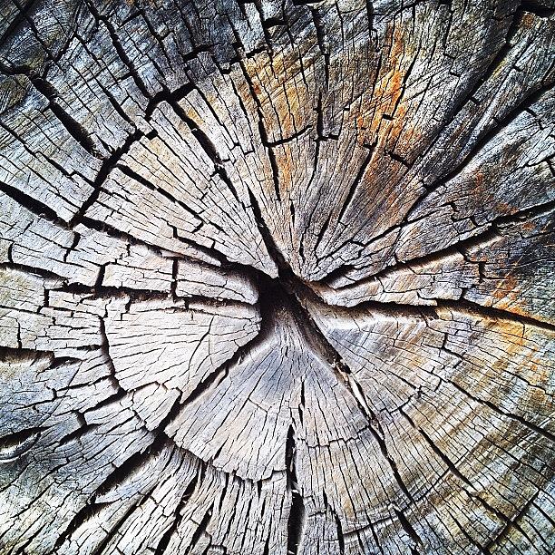 Tree Photograph - Wood #1 by Natasha Marco