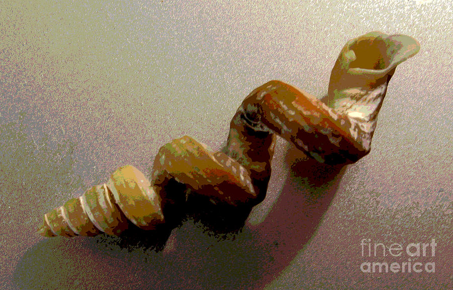 Worm Shell #1 Photograph by Patricia Januszkiewicz