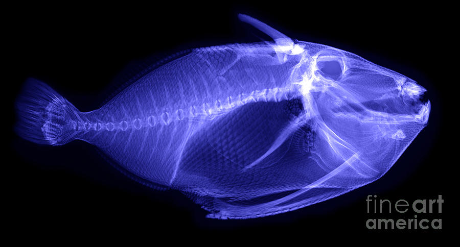 Fish Photograph - X-ray Of A Clown Triggerfish #2 by Ted Kinsman