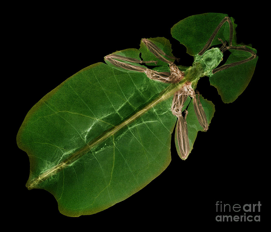 X-ray Of A Giant Leaf Insect #1  by Ted Kinsman