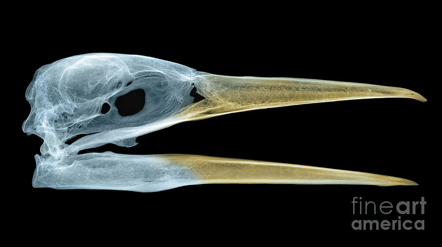 Heron  - X-ray Of A Great Blue Heron #1 by Ted Kinsman