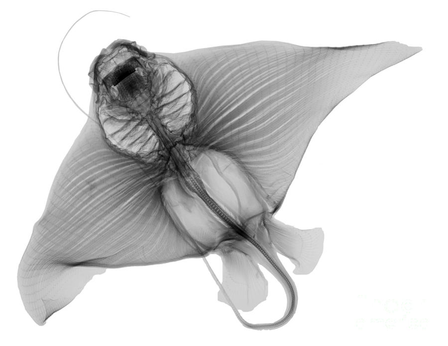 Black And White Photograph - X-ray Of Cownose Ray #1 by Ted Kinsman