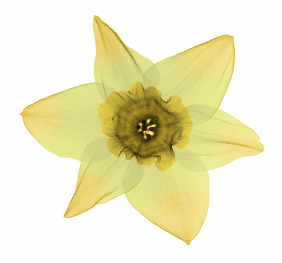 Nature Photograph - X-ray Of Daffodil Flower #1 by Ted Kinsman
