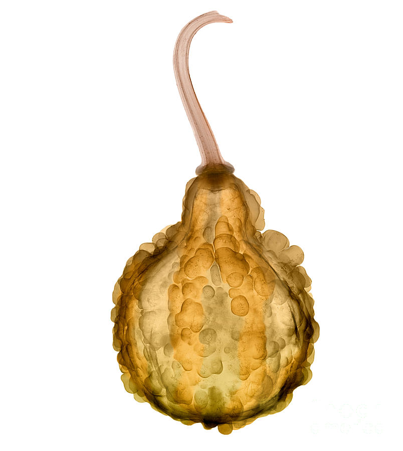 X-ray Of Fall Decorative Gourd #1 Photograph by Ted Kinsman