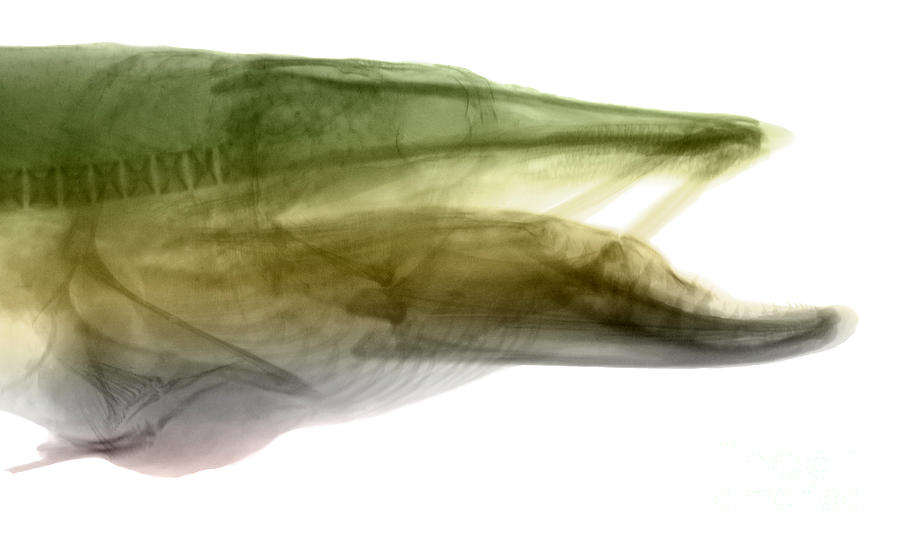 X-ray Of Muskie #1 Photograph by Ted Kinsman