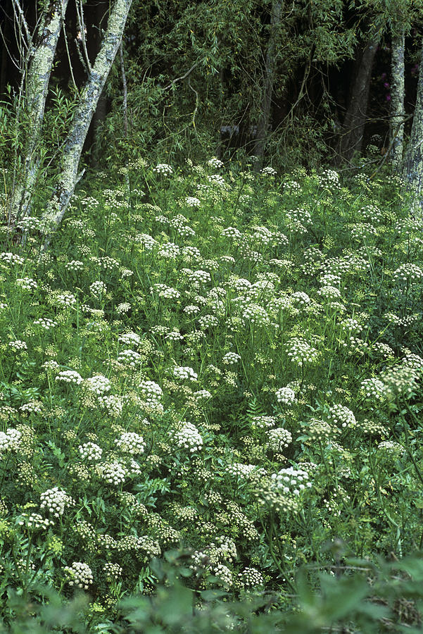 Yarrow (achillea Millefolium) Photograph by Adrian Thomas