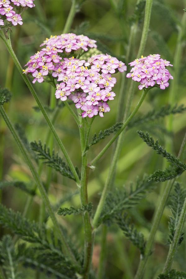 Yarrow (achillea Millefolium) Photograph by Bob Gibbons Fine Art America