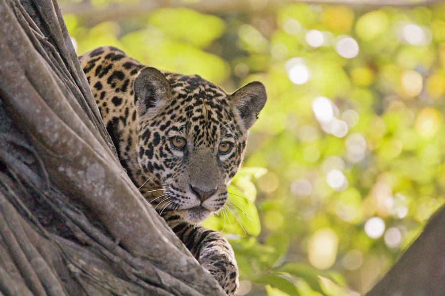 Year Old Jaguar Cub Cuiaba River Brazil #1 Photograph by Suzi Eszterhas