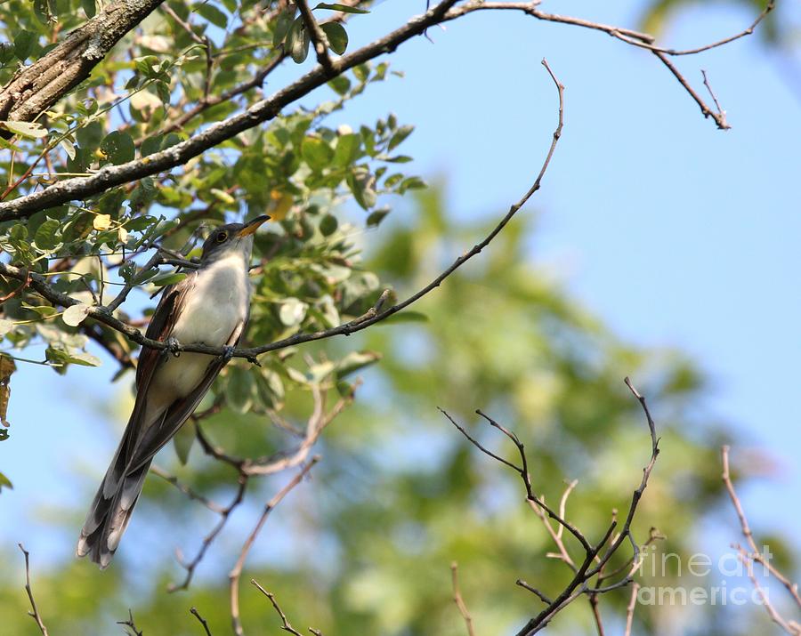 Yellow-billed Cuckoo #1 Photograph by Jack R Brock