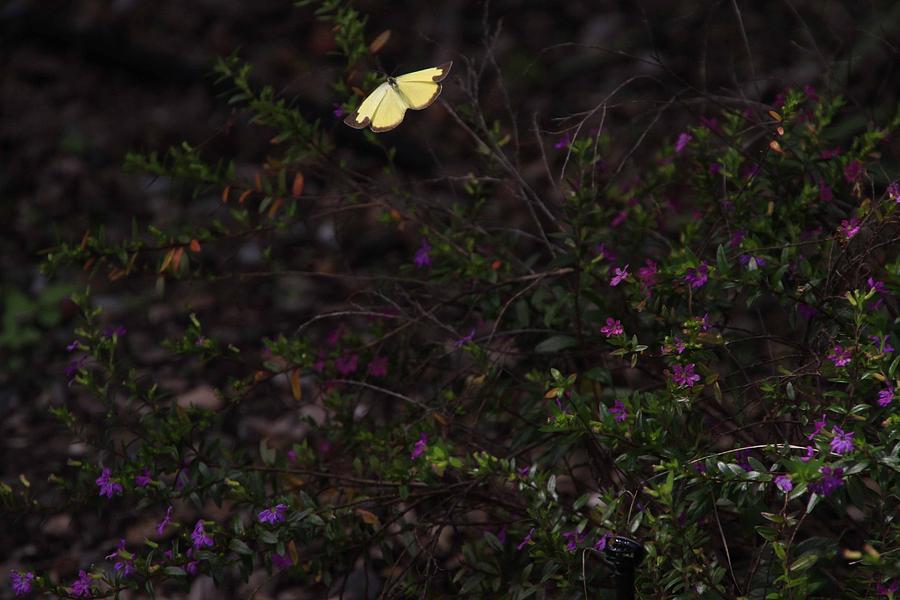 Butterfly Photograph - Yellow Butterfly #1 by Noel Elliot
