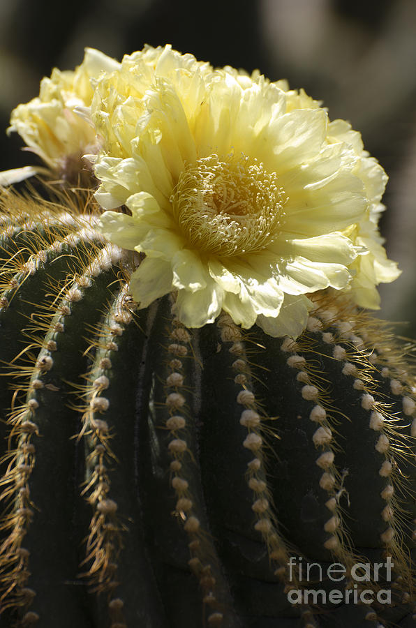 Yellow cactus flower #1 Photograph by Jim And Emily Bush