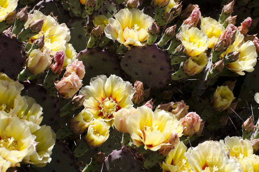 Flowers Still Life Photograph - Yellow cactus flowers #1 by Jim And Emily Bush