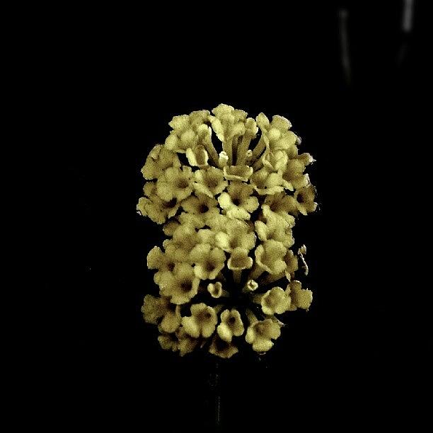 Flower Photograph - Yellow。 #1 by Cheryl Cheung