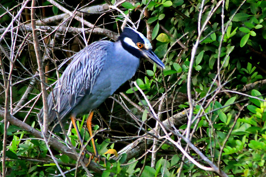 Yellow Crowned Night Heron Photograph By Ira Runyan - Fine Art America