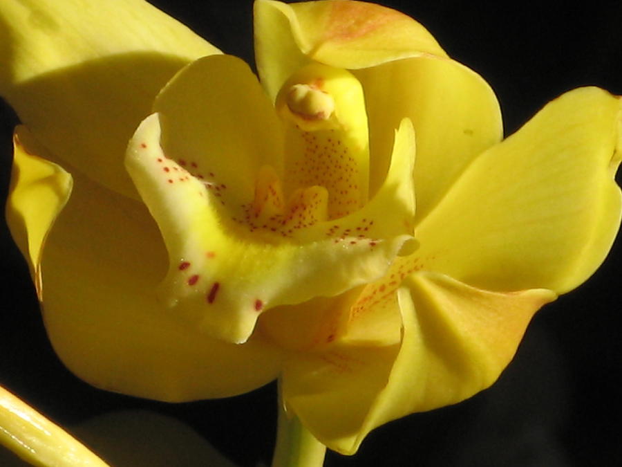 Yellow Cymbidium Orchid #4 Photograph by Alfred Ng