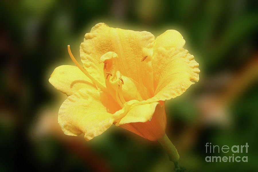 Yellow Day Lily #1 Photograph by Michael Waters