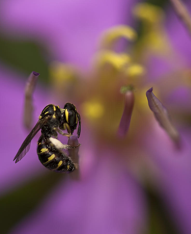 Yellow Faced Bee Photograph by Zoe Ferrie