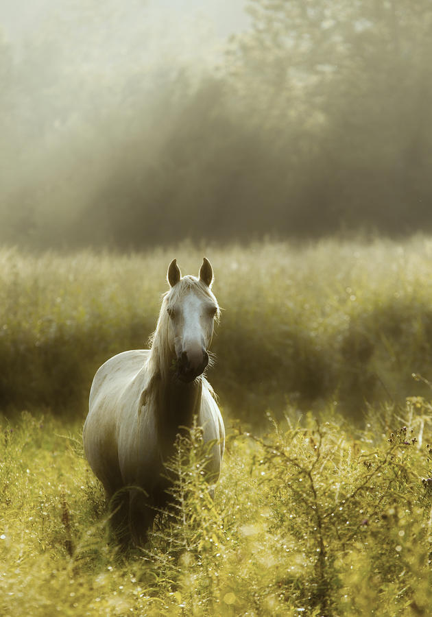 Yellow Horse #1 Photograph by Ron  McGinnis