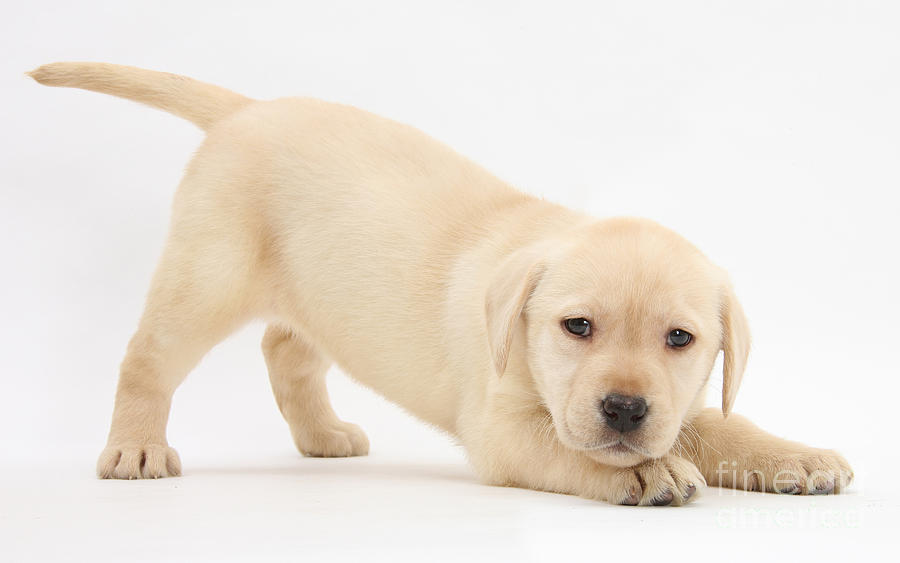 Yellow Lab Puppy #1 Photograph by Mark Taylor