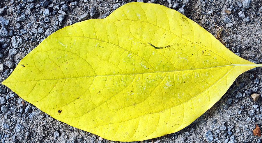 Yellow Leaf #1 Photograph by Jeffrey Platt