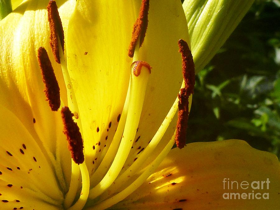 Yellow Lily  #1 Photograph by Amalia Suruceanu
