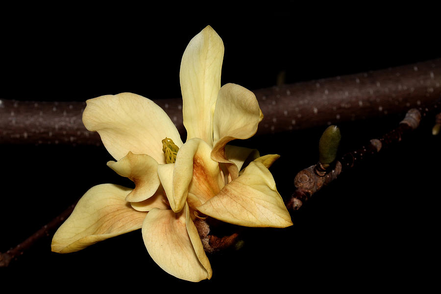 Yellow Magnolia - 3 #1 Photograph by Robert Morin