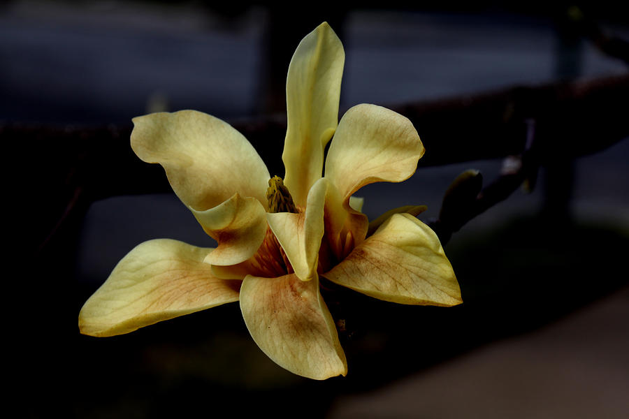 Yellow Magnolia - Going - 2 #1 Photograph by Robert Morin