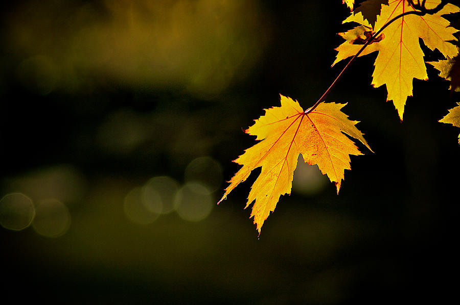 Yellow Maple Leafs #1 Photograph by Prince Andre Faubert