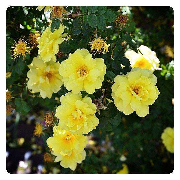 Flowers Still Life Photograph - Yellow #1 by Natasha Marco