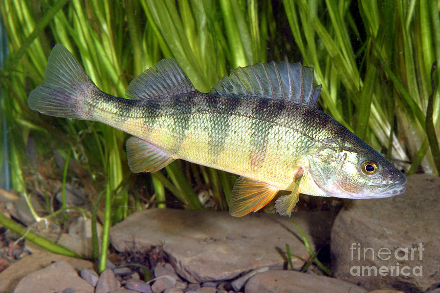 Yellow Perch Perca Flavescens #1 Photograph by Ted Kinsman