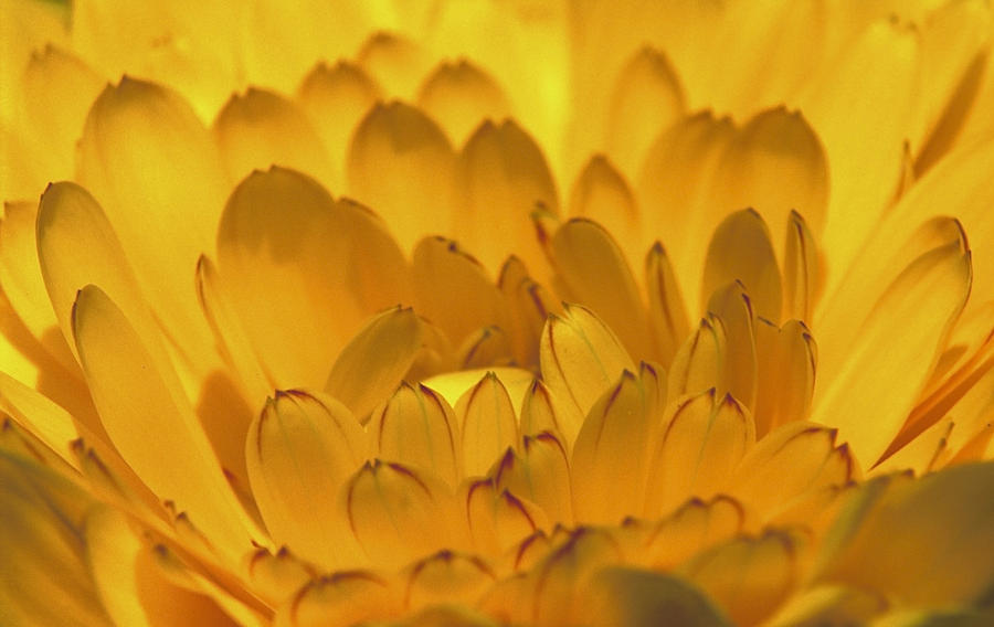 Flower Photograph - Yellow Petals #2 by Patrick Kessler