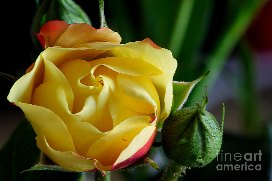 Yellow Rose #2 Photograph by LR Photography