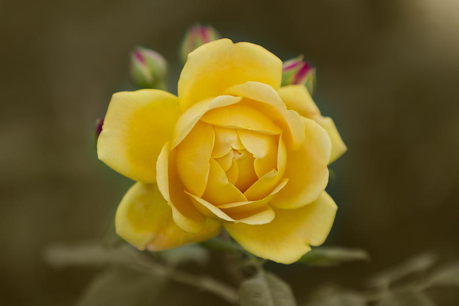 Yellow Rose #1 Photograph by Maj Seda
