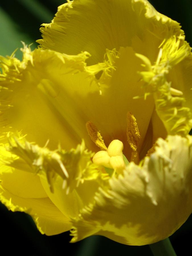 Yellow Tulip #1 Photograph by Alfred Ng