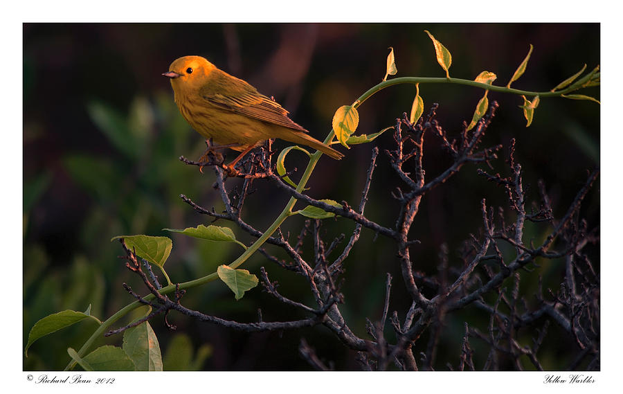 Yellow Warbler #1 Photograph by Richard Bean