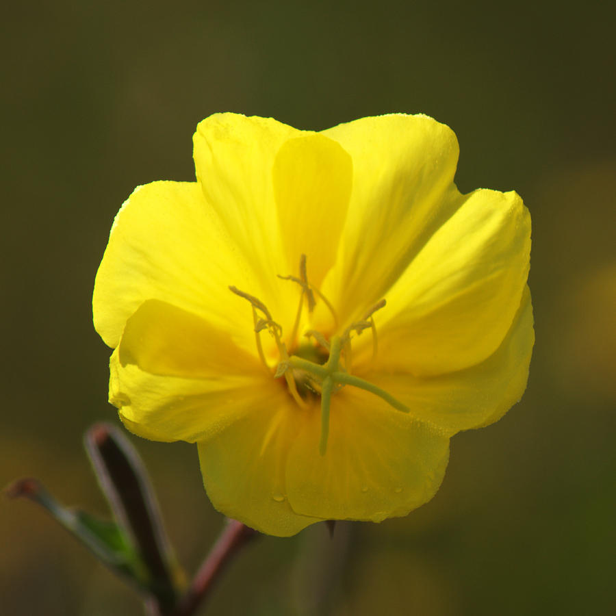 Yellow wild flower #1 Photograph by Chris Day