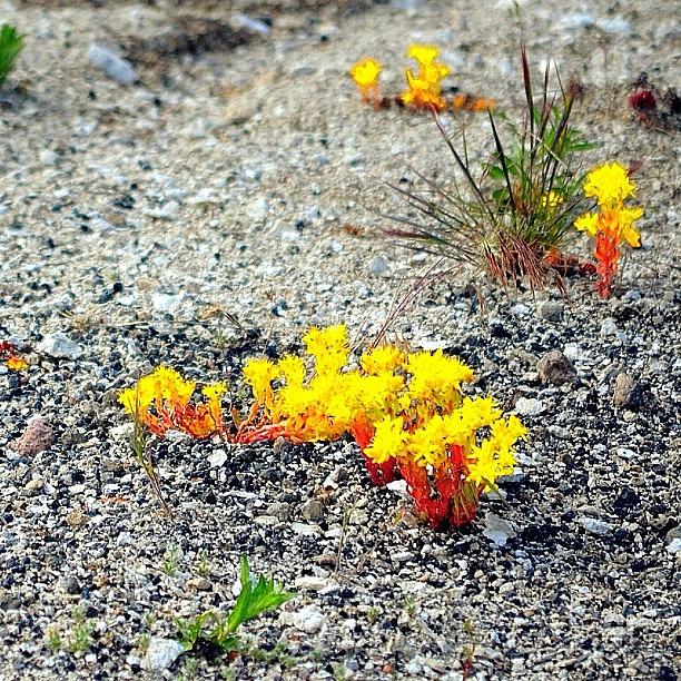 Summer Photograph - Yellowstone Wild Flowers #1 by Jason Thueson