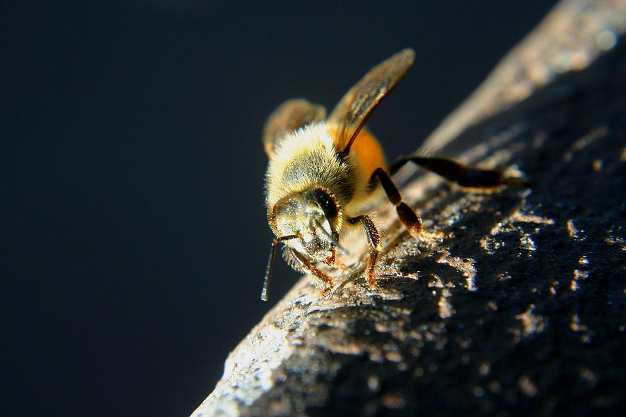 Nature Photograph - Yet Another Bee #1 by Scott Brown