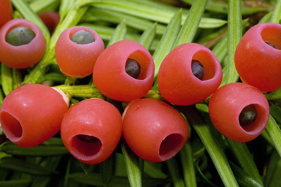 Nature Photograph - Yew Tree Berries (taxus Baccata) #1 by Bob Gibbons