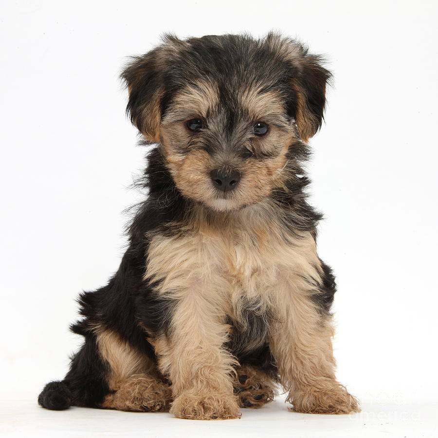 Nature Photograph - Yorkipoo Pup #1 by Mark Taylor