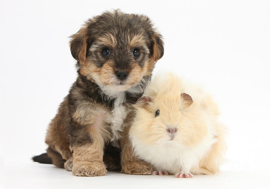Nature Photograph - Yorkipoo Pup With Guinea Pig by Mark Taylor Nature Photograph - Yorkipoo Pup With Guinea Pig by Mark Taylor