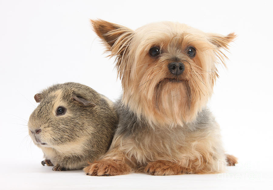 Yorkshire Terrier And Guinea Pig #1 Photograph by Mark Taylor