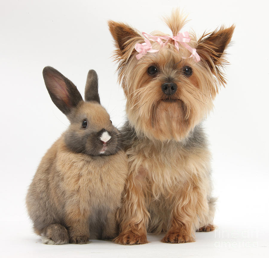 Yorkshire Terrier And Young Rabbit #1 Photograph by Mark Taylor