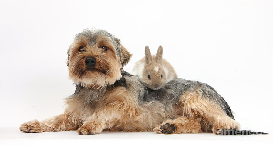 Yorkshire Terrier Dog And Baby Rabbit #1 Photograph by Mark Taylor
