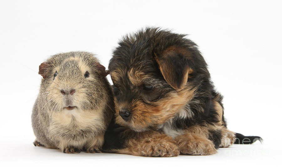 Yorkshire Terrier Pup With Guinea Pig #1 Photograph by Mark Taylor